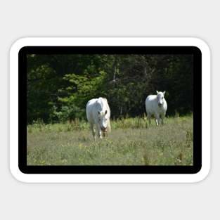 Wild Horse Sticker